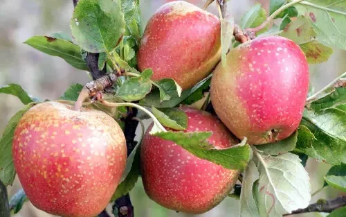 Fresh 25 Adams S Pearmain Apple Seeds - $15.48