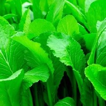 Mustard * Florida Broadleaf, 250 Seeds. Heirloom  Organic. From US - $8.85