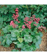 Fresh Heuchera Firefly Seeds Coral Bells Firefly Flower Seed 5000 Seeds ... - $11.96