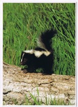 Postcard Striped Skunk North American Wildlife 5 x 7 - £2.85 GBP