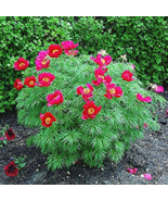 10 Pcs Paeonia Tenuifolia Fernleaf Peony Peony Flower Double Flowering - $12.15
