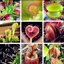 200 pcs Multifarious Nepenthes Carnivorous Plant Seed Mixed 9 Types FRESH SEEDS - £9.58 GBP