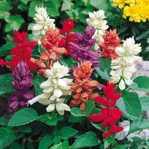 Sell Store 100 Palisades Mixed Colors Salvia Viridis Horminum Sage Flower Seeds  - £7.50 GBP