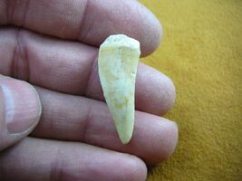 (f510-19) 1-1/8" Enchodus Saber toothed Herring fish tooth Fossil I love... - $14.99