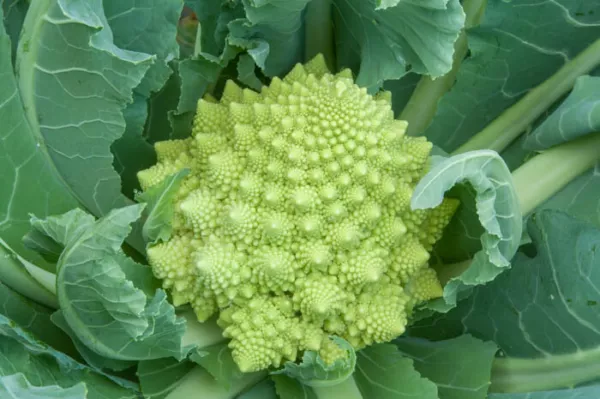 300 Romanesco Broccoli Seeds Organic Florida Fresh Seeds - £9.42 GBP
