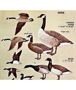 Goose &amp; Brant Varieties And Types 1966 Color Bird Art Print Nature ADBN1r - $19.99