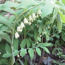 5 Solomons Seal Plant Bare Root Polygonatum Biflorum Organic Transplant ... - €16,97 EUR