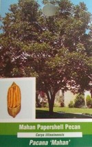 MAHAN PAPER SHELL PECAN TREE Shade Nut Trees Live Plant Pecans Nuts Plants - £97.11 GBP