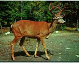 Ten Point Buck Deer Dexter Beauty Scene UNP Chrome Postcard G3 - $2.92