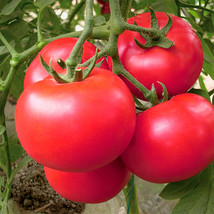 US Seller 5 Bags 200 Seeds Bag Of Vintage Elegance Red Pink Tomatoes - £14.57 GBP