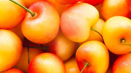 PPA 10+ Rainier Cherry Seeds For Garden Planting - USA - Fast Shipping! - £3.99 GBP