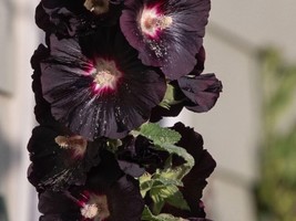 Hollyhock- Henry the Eighth Black, 25 seeds, FREE Garden Tag &amp; FREE SEED... - £5.67 GBP