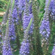 US Seller 200Pcs/Lot Spike Speedwell Veronica Spicata Plant Fast Shipping - $14.91