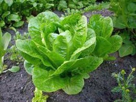 Lettuce Seed, Butterhead Buttercrunch, Heirloom, Organic, Non Gmo, 25+ Seeds, - £1.55 GBP
