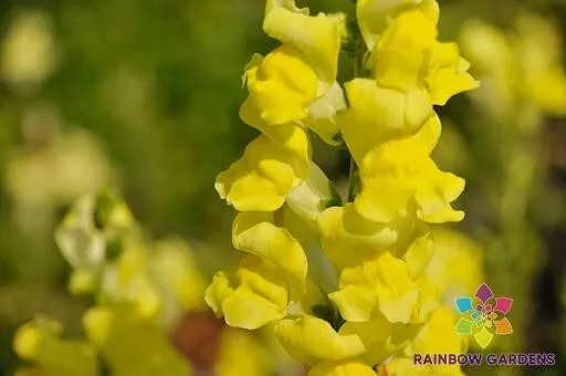 KS Rocket Gold Snapdragon Vegetable Garden Suppliers Planting 1000 Seeds  - $11.50