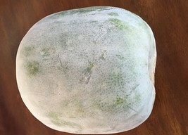 Grow In US 20 Wax Gourd Seeds White Ash Gourd Winter Melon Dong Gua (Alu... - £7.84 GBP