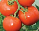 Manitoba Tomato Seeds 50 Determinate Short Season Vegetables Fast Shipping - £7.22 GBP