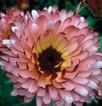 Calendula Pink Surprise 110 seeds+Buy Any 2 Get 1 Free+ - £5.46 GBP