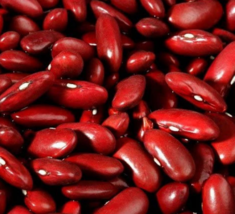 50 Pc Seeds Dark Red Kidney Beans Vegetable Plant, Bean Seeds for Planting | RK - £8.36 GBP