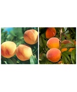 USA Seller 1 Ranger Peach Tree Grafted 18-32 Inches Tall Well Rooted Plant - $81.99