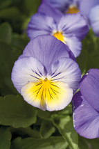 35 Blue Ultima Radiance Pansy Seeds Long Lasting Flower Annual - £14.12 GBP