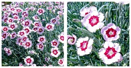 NEW ! Mountain Frost Ruby Snow Dianthus - Fragrant Perennial - 3&quot; Pot - £29.80 GBP