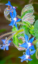 Beautiful Borage Flower Seeds 35 Seeds Buy 4 Get Free Shipping - $4.10 CAD