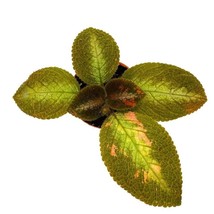 Reverted Picasso Episcia 2 inch Rare Variegated Flame Violet - £13.31 GBP