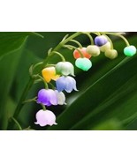 Colorful Lily Of The Valley Convallaria Majalis Perennial Flowers 100 Seeds - $13.27