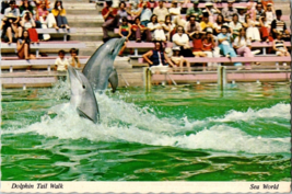 Sea World Dolphin Tail Walk Orlando FL Florida Vintage Postcard - £6.82 GBP