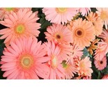200+ Light Pink Gerbera Daisy Seeds | Bright Colorful Garden Flowers - $16.50