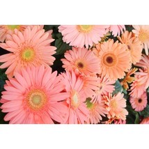200+ Light Pink Gerbera Daisy Seeds | Bright Colorful Garden Flowers - $16.50