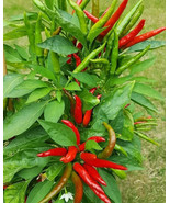 LKS Tien Tsin Chinese Pepper Seeds 30 Organic Spicy Very Home Garden - $17.30 CAD