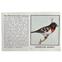 Rose Breasted Grosbeak Bird Print 1931 Blue Book Birds Of America Art PCBG13C - $19.99