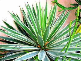 Rare Agave Angustifolia Variegated Exotic Succulent Cactus Seed Plant 100 Seeds - £15.17 GBP