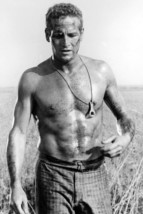 Paul Newman Sexy Bare Chested In Field Cool Hand Luke 11x17 Mini Poster - £16.46 GBP