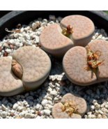 Lithops pseudotruncatella C357 Garden Plants 100 PCS Seeds - $11.95