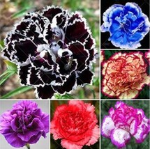 100 Pcs Carnation Black Carnation Dianthus caryophyllus Perennial Mom Mixed - £9.59 GBP