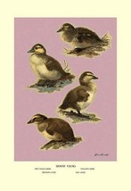 Four Downy Young Ducks 20 x 30 Poster - £20.83 GBP
