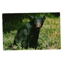 Vintage Postcard Black Bear Posted 1978 Cape May Virginia to New Jersey - £5.37 GBP
