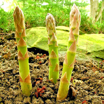 Bloomys 150 Seeds Asparagus Perennial Autumn Garden Vegetable Heirloom N... - $9.38