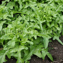 Oak Leaf Lettuce (Oakleaf) GREEN 500,1000, 5000 seeds Loose leaf Heirloo... - £1.31 GBP+