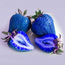 Strawberry Organic Edible T4 9 Pakcs African Blue Strawberry 100 Seeds Beautiful - £5.73 GBP