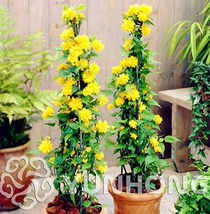 50Pcs Flower Kerria Japonica Sophora Japonica Flowering Tree Flowers Sweet Fragr - £4.99 GBP