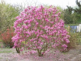 Magnolia Liliiflora Shrub Bush Seeds Mulan Tulip Lily Flower Magnolia Gardening  - $12.30