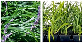 1 Plant Super Blue Lilyturf Liriope Muscari Live Quart Size Plants - £41.52 GBP