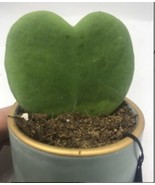 Hoya Kerrii Sweet Heart Leaf live succulent plant in ceramic pot great gift - $18.81