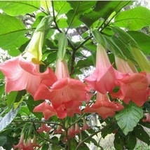 Angels Trumpet Brugmansia Plant DWARF CHERUB Peachy/Pink Fragrant Flower - £41.55 GBP