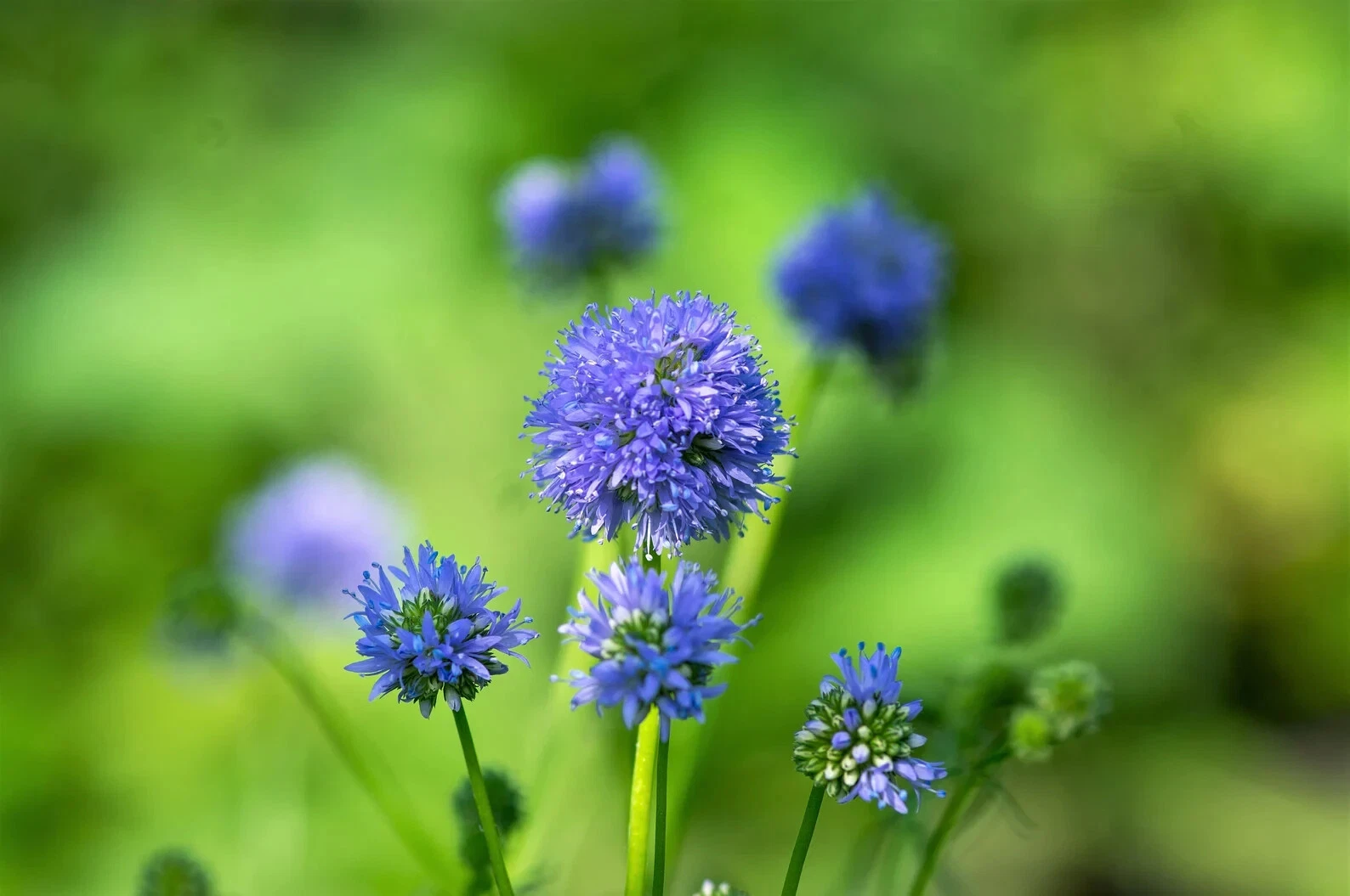 GLOBE GILIA  Annual  Blue Flowers Wildflower 1000 Seeds - $10.04