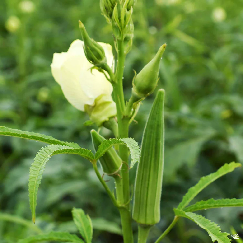 Clemson Spineless Okra 100+ Seeds Heirloom NON-GMO | Microgreen Vegetable - £8.73 GBP